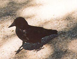 s6.jpg (22296 Byte)